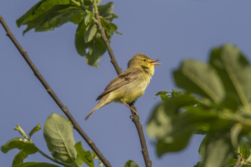Gelbspötter (hippolais icterina)