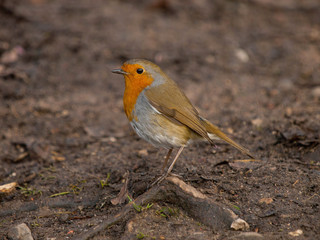 Robin