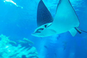 Fototapeta na wymiar Ray swimming in an aquarium