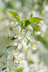 Blooming apple tree