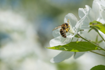 Bee melliferous