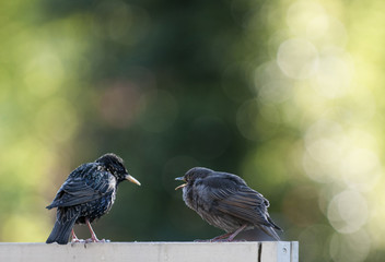 garden birds in springtime