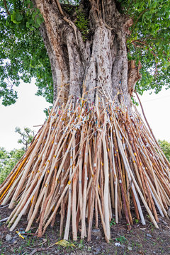 Crutches bodhi tree, Tradition Thai in north of Thailand.