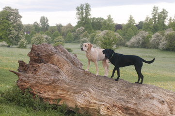 Labrador in the springtime park