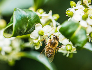 Bee collecting pollen