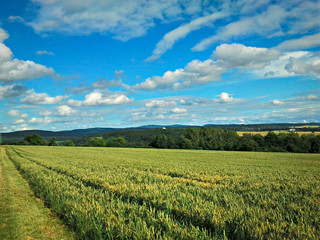 Fototapeta na wymiar Getreidefeld mit blauem Himmel und Wolken