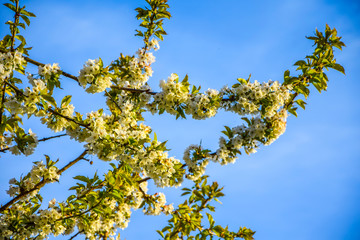 Obraz premium Kirschblüten