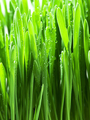 Fototapeta na wymiar Fresh green grass. Nature background.