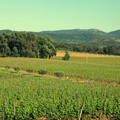 French vineyard,Provence