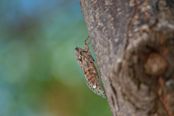 Singzikade von der rechten Seite - Cicada from right side