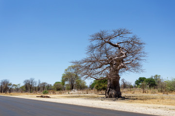 baobab majestueux
