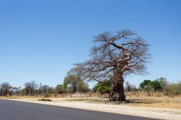 Crédence de cuisine en verre imprimé Baobab baobab majestueux