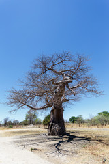 baobab majestueux