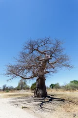 Cercles muraux Baobab baobab majestueux