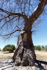 majestic baobab tree