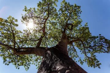 Abwaschbare Fototapete Baobab majestätischer Affenbrotbaum
