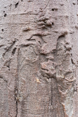 texture de baobab