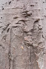 Papier Peint photo Baobab texture de baobab