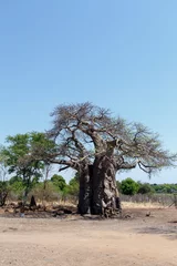 Papier Peint photo Lavable Baobab baobab majestueux