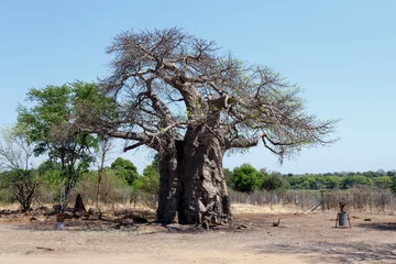 Crédence de cuisine en verre imprimé Baobab baobab majestueux