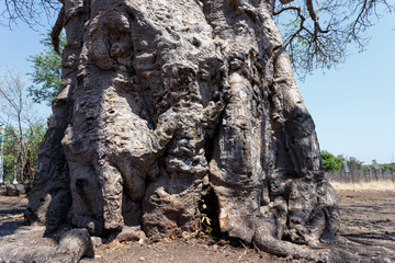 majestic baobab tree