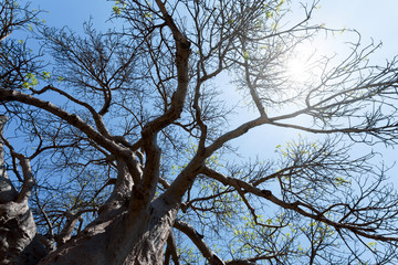 majestic baobab tree
