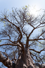 majestic baobab tree