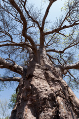 majestic baobab tree