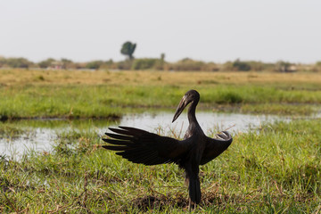 Obraz premium African Openbill with wings spread to the evening sun