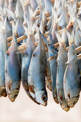 Obraz premium Fish Hang on to Dried With Sunlight