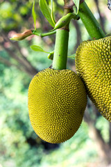 Jack fruit hang on stem in Garden