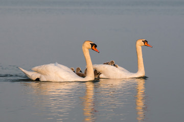 Obraz premium Swan family