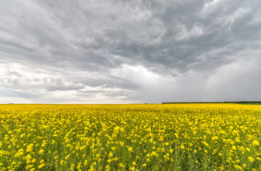 Rape field