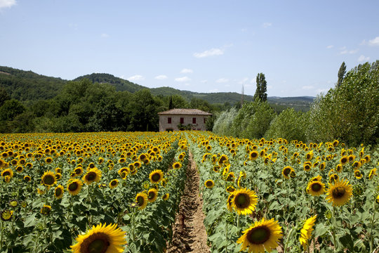 girasole