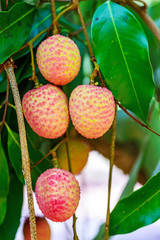 Lychee fruit (asia fruit) on the tree,Chiang Mai, Thailand.