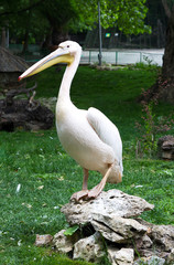 Great white pelican