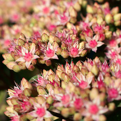 Sedum Matrona