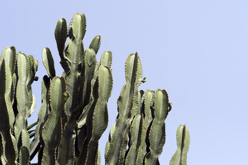 cactuses