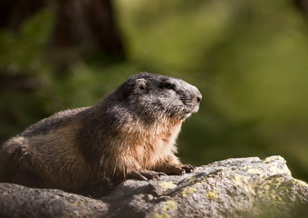 Cute marmot resting on a stone