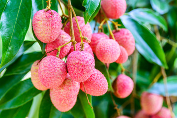 Lychee fruit (asia fruit) on the tree,Chiang Mai, Thailand.