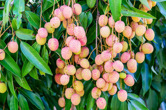 Lychee fruit (asia fruit) on the tree,Chiang Mai, Thailand.