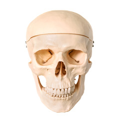 Medical human skull model, used for teaching anatomical science.