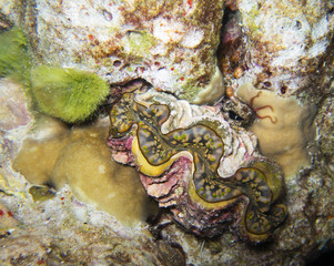 closed up the scaly giant clam in south andaman, Thailand