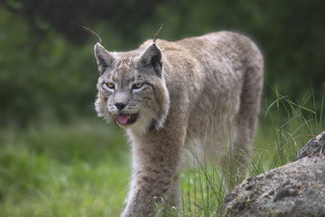 Naklejka premium Portrait of male Eurasian lynx 