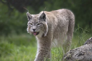 Crédence de cuisine en verre imprimé Lynx Portrait de lynx eurasien mâle