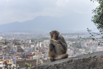 the monkey is eatting an icedcream at temple in Kathmandu, Nepal