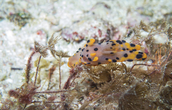 closed up the cacera in south andaman, Thailand