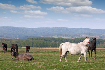 herd of horses on pasture