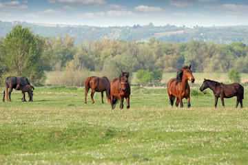 horses and foal on pasture