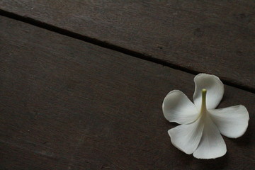 White flower alone sleep with scowl